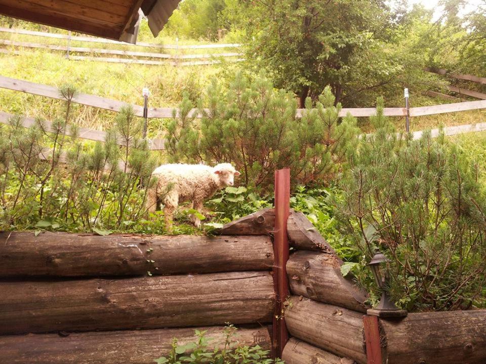 Domek Pod Zielonym Lasem Zakopane Exterior foto